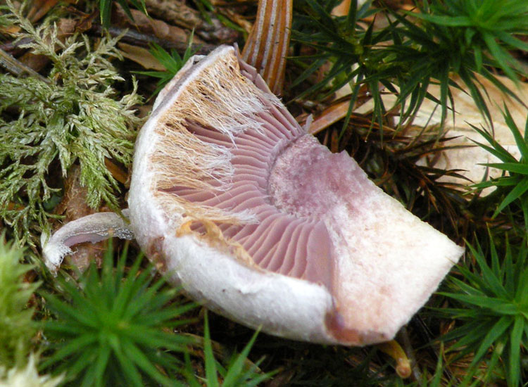 Cortinarius con lamelle violette?